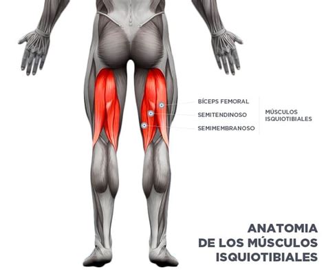 Anatomía Y Músculos De Los Femorales Isquiotibiales