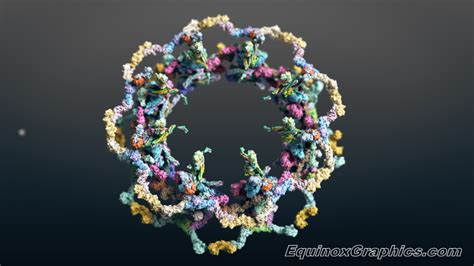 Illustration of yeast nuclear pore | Equinox