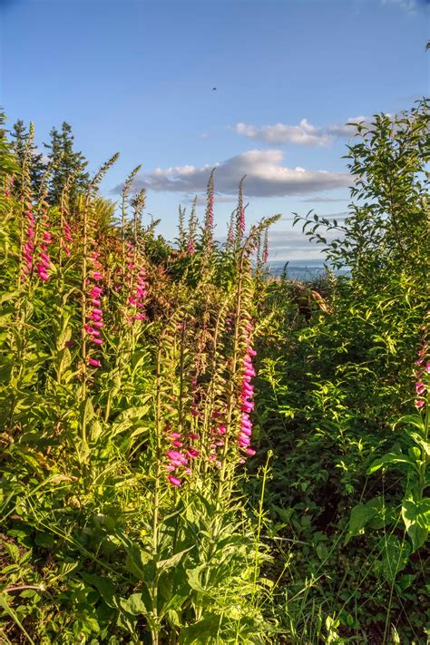 Wildflowers 2 North Western Images Photos By Andy Porter