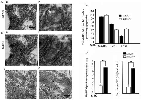 Mitochondrial Damage And Lysosomal Membrane Permeabilization Related