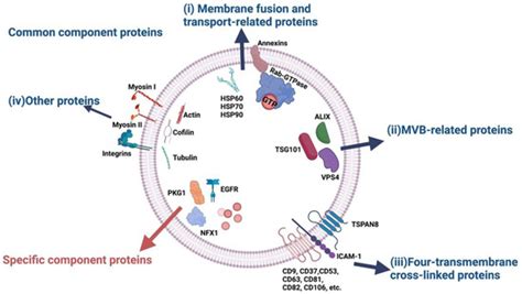 Ijms Free Full Text The Roles Of Exosomal Proteins Classification