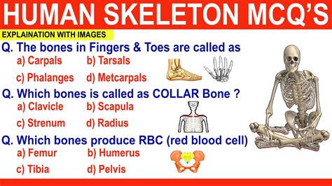 Skeleton System MCQ S ककल ततर Bones Anatomy and physiology