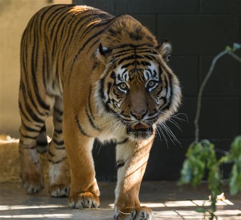 Wintec And Hamilton Zoo Unite In New Collaboration For Students