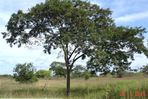 Você Sabe Quais As Principais Espécies De árvores Nativas Da Caatinga