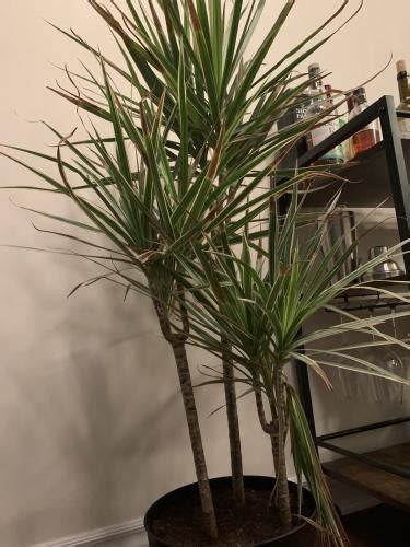 Help Dracaena Marg Wilting After Repotting In The Ask A Question Forum