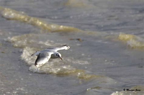 Vol D Une Mouette Rieuse Les Yeux De Ma Vie