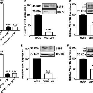 Expression Of Stim And Orai Proteins And Generation Of Stable