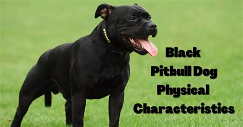 Black Pitbull Dog: Unleashing The Elegance And Loyalty Of This Majestic ...