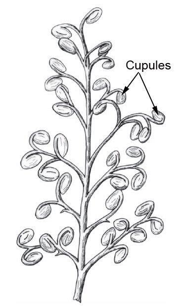 Spermatophytes mésozoïques Spermatophytes Diversité et