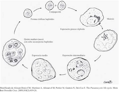 Ciclo De Vida De Pneumocystis Jirovecii Download Scientific Diagram