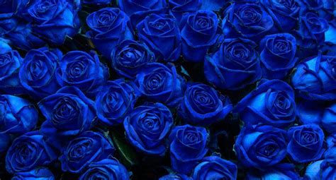 D A Del Novio Por Qu Se Regalan Flores Azules Hoy De Octubre