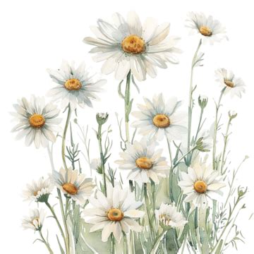 White Watercolor Chamomile Flowers Chamomile Design White PNG