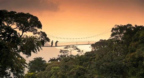 Canopy Walk In Rwanda Rwanda Safaris Tours Nyungwe National Park