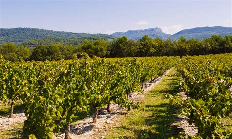 Interesting Facts about Gigondas in Rhône region | Winetourism.com