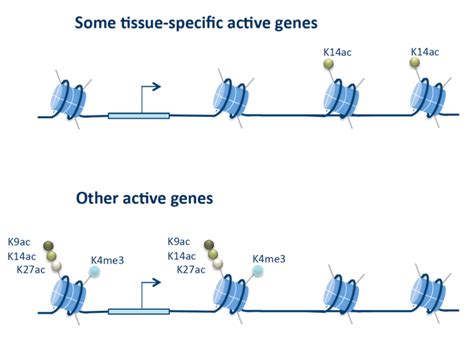 Transcription Coregulators And Histone Acetylation Stockholm University