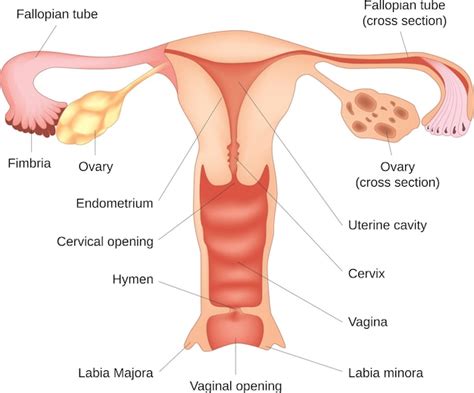 Reproductive System Diagram Female Anatomy Front View