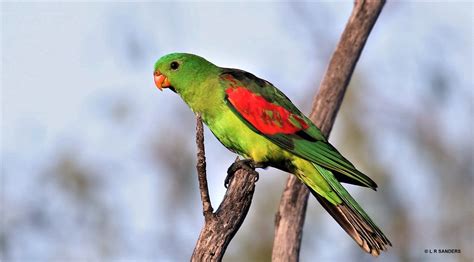 Male Red Winged Parrot Laurence Sanders Flickr