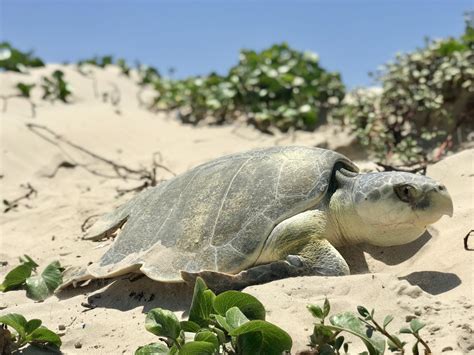 Hallan Restos De Adn En Una Tortuga De Hace 6 Millones De Años El