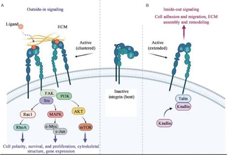 Investigadores Revisan El Papel De Las Integrinas En El Carcinoma