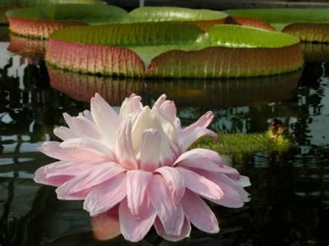 Victoria amazonica - Amazon Water Lily, Victoria Lily | World of ...