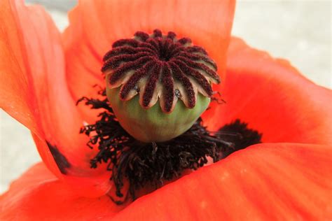 Poppy Seed Capsule Free Photo On Pixabay Pixabay