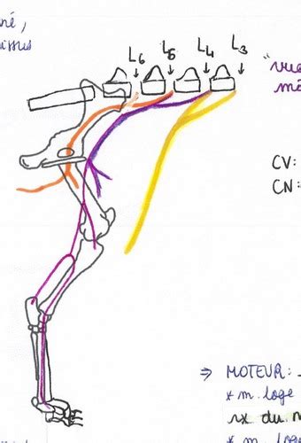 Innervation Du Membre Pelvien Cartes Quizlet