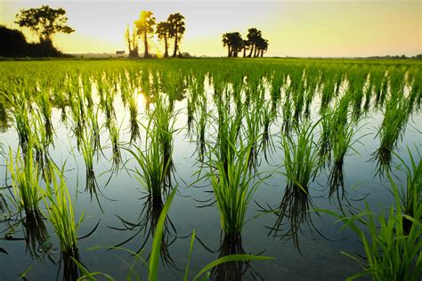 图片素材 白饭 幼苗 天空 厂 水资源 性质 自然景观 云 树 植被 阳光 陆地植物 农业 河道 水生植物