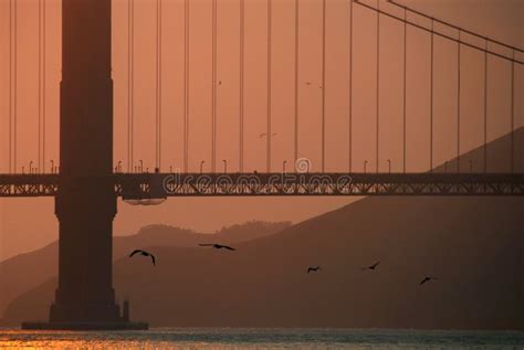 Birds Flying Under Golden Gate Bridge Stock Photo Image Of Sunset