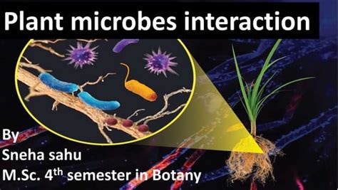 Microbe plant interaction