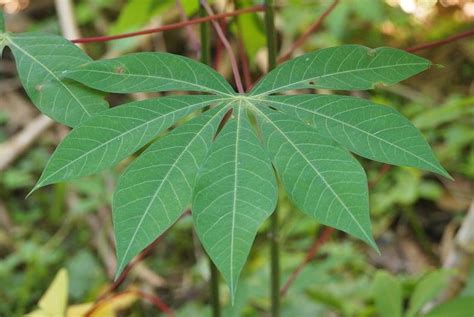 6 Manfaat Mengonsumsi Daun Singkong Untuk Kesehatan