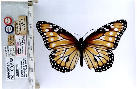 danaus gilippus nivosus type specimens