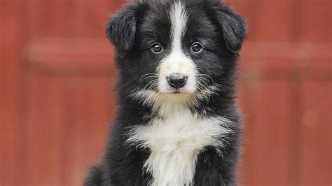 All Black Border Collie Puppies