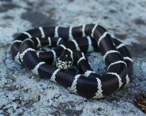 10 Facts About The California Kingsnake - Snake Radar