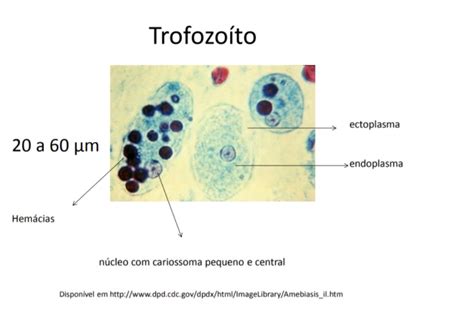 Amebíase Entamoeba Histolytica Ciclo Sintomas Tratamento