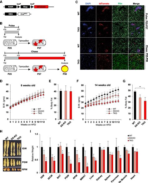 Loss Of Mir Results In Precocious Differentiation And Depletion Of