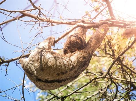 写真・図版（5枚目） ところでナマケモノって、どれくらい怠け者なの Aera Dot アエラドット