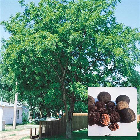 Black Walnut Tree | Gurney's Seed & Nursery Co.