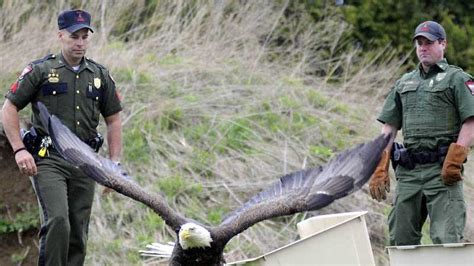 Rehabbed Bald Eagle Spreads Its Wings