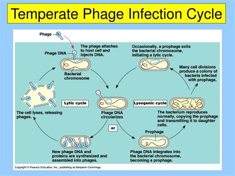 PPT - Virus (Virion Particle) PowerPoint Presentation, free download ...