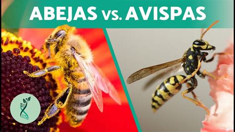 ¿cuál Es La Diferencia Entre Abeja Y Avispa 🐝 Características