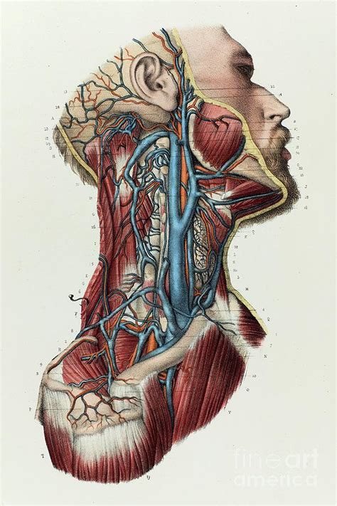 Neck Veins Photograph By Science Photo Library Pixels