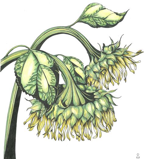 hand drawing botanical illustration  patterns behance