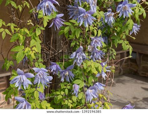 26 Downy Clematis Images Stock Photos Vectors Shutterstock