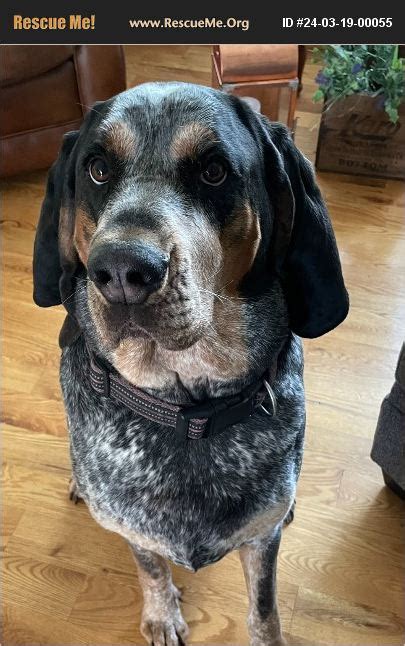 ADOPT 24031900055 Bluetick Coonhound Rescue Pleasant Hill IA