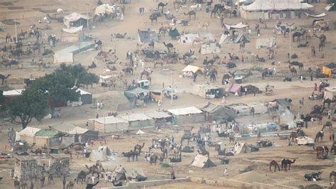 Indian Men And Herd Camels In Desert Thar During Pushkar Camel Mela