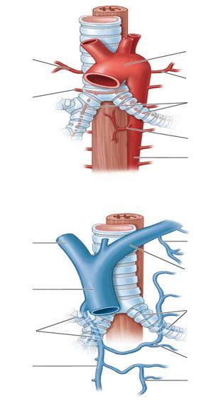 Bronchial Circulation (Anatomy) Diagram | Quizlet