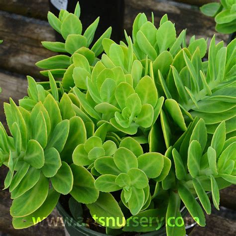 Sedum Spectabile Crystal Pink At Arts Nursery