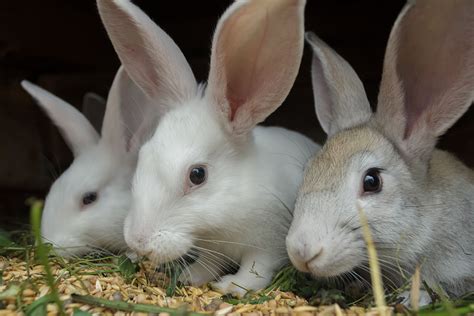 Aumentar La Productividad Y Los Beneficios De La Cría De Conejos All About Feed Es Puerta A