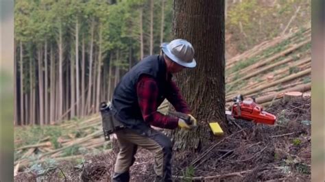 Trees Cutting Satisfying And Soothing Video Youtube