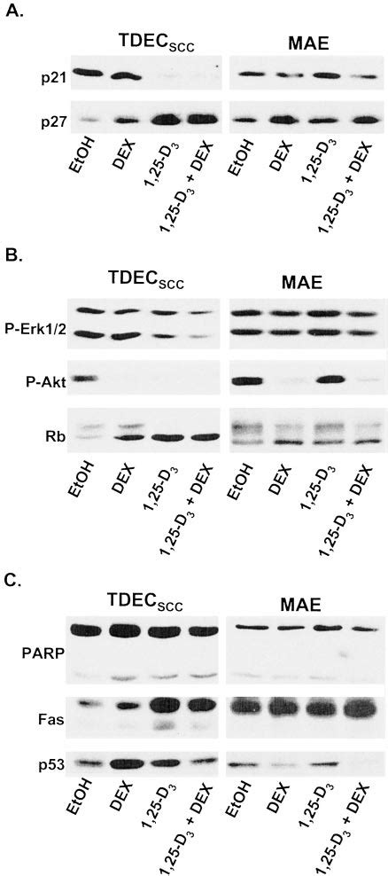 Effects Of Oh D And Dex On Markers Of Cell Cycle